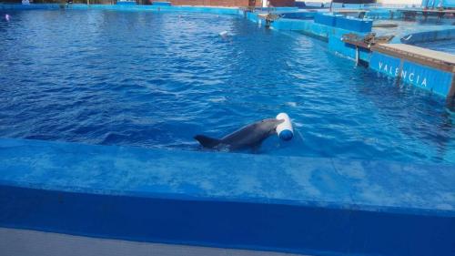 delfin